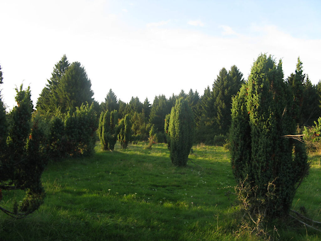 Wacholderheide